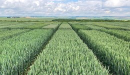 AHDB & AFBI Crops Variety Event